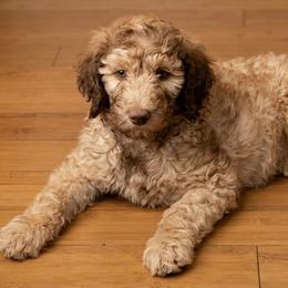 Sadie - Apricot female Poodle puppy in Sierra Vista, Arizona from KnightWatch K-9