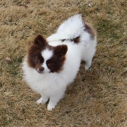 Mareida - Pomeranian