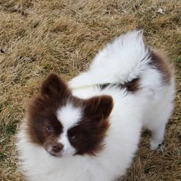 Mareida - Pomeranian