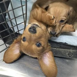 Dachshunds from Allen's Doxies