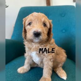 Boy 3 - Apricot male Goldendoodle puppy in Glendale, Arizona from Follow Your Bliss Doodles