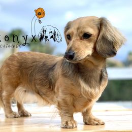 Vada Rose - Dachshund