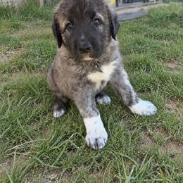 Boy 3 - male Anatolian Shepherd Dog puppy in Kemp, Texas from Lively Acres Anatolians