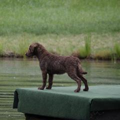 Frigate - Chesapeake Bay Retriever
