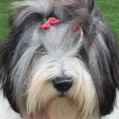 Polish Lowland Sheepdogs from Ponavie PONs