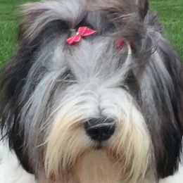 Polish Lowland Sheepdogs from Ponavie PONs