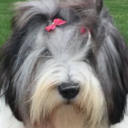 Polish Lowland Sheepdogs from Ponavie PONs