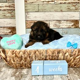 German Shepherd Puppies from Aus Dem Meer