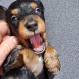 Slater - Black and tan male Dachshund puppy in Liberty, North Carolina from Heavenly Doxies