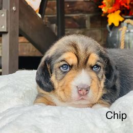 Chip - Black tan and white male Beagle puppy in Mansfield, Missouri from Rippee Creek Kennel