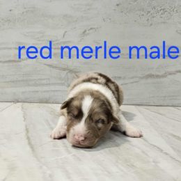 Mya m1 - Red merle male Australian Shepherd puppy in Arbela, Missouri from County Line Aussies