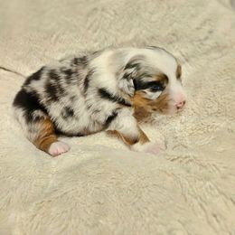 Girl 1 - Blue merle female Australian Shepherd puppy in Fort Wayne, Indiana from Grand Ridge Australian Shepherds