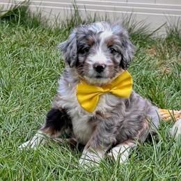 Taco - Blue merle female Bernedoodle puppy in Roy, Utah from Doodles are Amazing