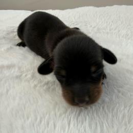 Girl 1 - Black and cream female Dachshund puppy in Spokane, Washington from Dearhaven Doxie