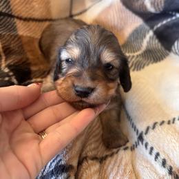 Boy - Cream male Dachshund puppy in Cottonwood, Arizona from JuniperWood Dachshunds