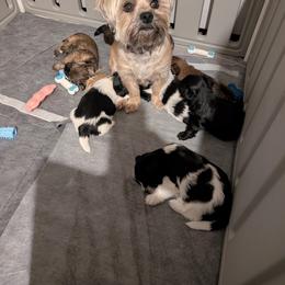 Morkie and Shorkie Puppies from Massachusetts Morkies
