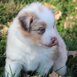 Blaze - Red merle male Australian Shepherd puppy in Granville, Ohio from River Trails Aussies