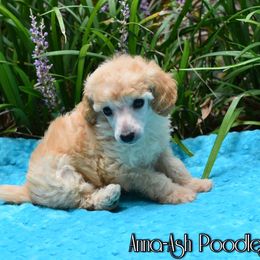 Poodle Puppies from Anna-Ash Poodles