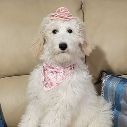 Pink Girl - Goldendoodle puppy in Gonzales, Louisiana from Honey Dream Doodles