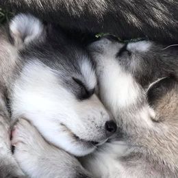 Alaskan Malamute puppies from Ghost Dance Alaskan Malamutes