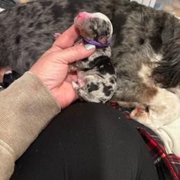 Tansy - Merle female Bernedoodle puppy in Rising Sun, Indiana from Ruby Lane Doodles