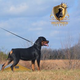 Marley - Rottweiler