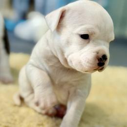 Purdy - White female American Staffordshire Terrier puppy in Clearwater, Florida from Whit's End Kennel