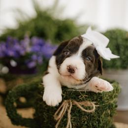 Armani - Brown and white female Aussiedoodle puppy in Greensboro, North Carolina from Glendale Doodles
