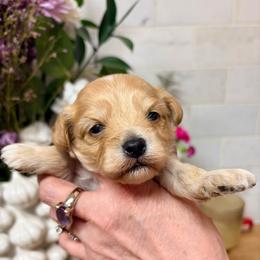 Boy 1 - Apricot male Cavapoo puppy in Moses Lake, Washington from The Cav Family