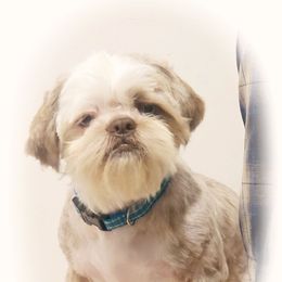Bo - Shih Tzu