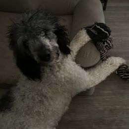 Kalin - Poodle puppy in Saltville, Virginia from Tumbling Creek Poodles and Doodles