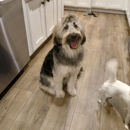 Relic - Goldendoodle