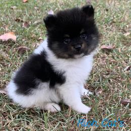Catahoula Leopard Dog, Cocker Spaniel, Pomeranian, and Teddy Roosevelt Terrier Puppies from Rich Cat’s