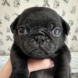 Cream - Black male Pug puppy in Hemet, California from Greek God Pugs