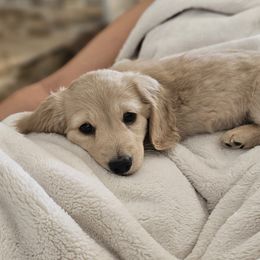 "Winter & Magnus Pup" Dachshund Puppies from Pretty Little Dachshunds