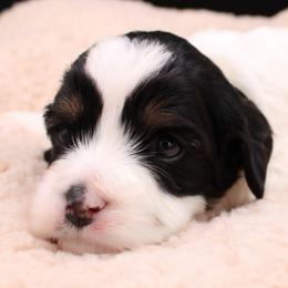 Apollo - Tri-color male Cavapoo puppy in Hendersonville, North Carolina from Grayfinn House