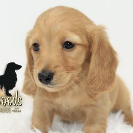 Dachshund Puppies from Piney Woods Miniature Dachshunds