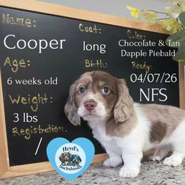 Cooper - Dapple male Dachshund puppy in Hoquiam, Washington from Heyd's Mini Dachshunds