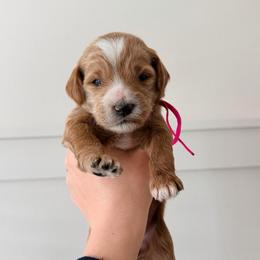 Honey - Apricot female Goldendoodle puppy in La Porte, Texas from B+C Doodles