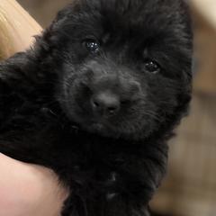 German Shepherd puppies from Kraften K9