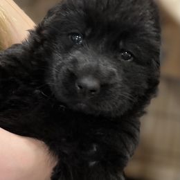German Shepherd puppies from Kraften K9