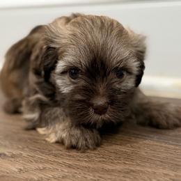 Sable female - Silver sable female Havanese puppy in Douglas, Georgia from Huffer Hounds and Havanese