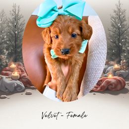 Velvet - Red  female Goldendoodle puppy in Canton, Georgia from Teddy Puppies