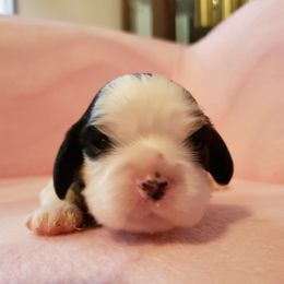 Cavalier King Charles Spaniel Puppies from Pleasant Meadows