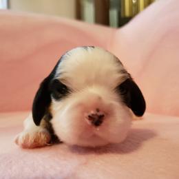 Cavalier King Charles Spaniel Puppies from Pleasant Meadows