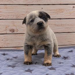 Dean - Blue male Australian Cattle Dog puppy in Scurry, Texas from RedHorizon AKC Australian Cattle Dogs (Heelers)