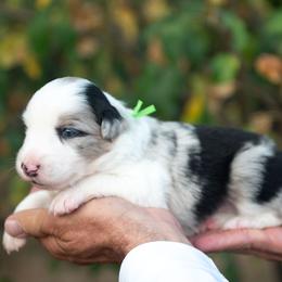 Sage - Blue merle male Border Collie puppy in Conway, Missouri from 2J 2K Border Collies | Maremma Sheepdogs