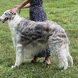 Blizzard - Borzoi