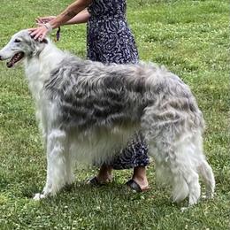 Blizzard - Borzoi