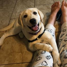 Labrador Retriever Puppies from Nancy Renzullo's Service Labradors